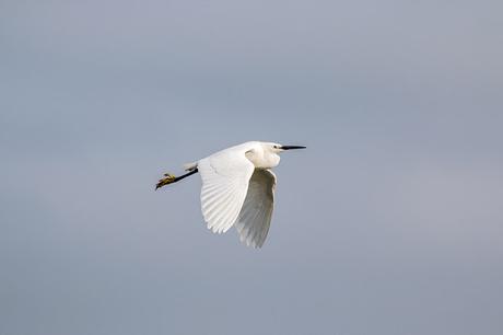 Another of the Egret