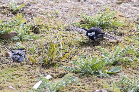 Wing Shaking - Pied Wagtail Display