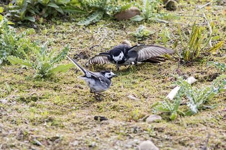 Bowing Down - Pied Wagtail Display