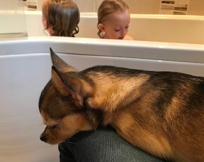 Tuco on Bath Time Duty