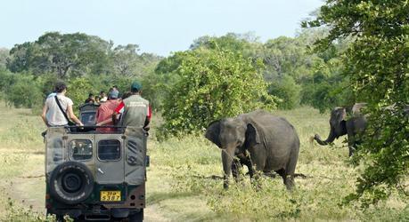 The Best Wildlife Experiences on your Sri Lanka Tour
