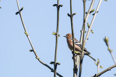 Chaffinch