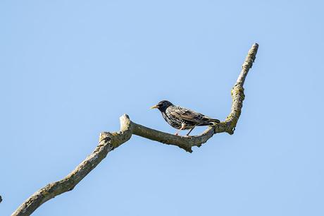 Starling