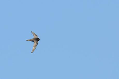 Common Swift