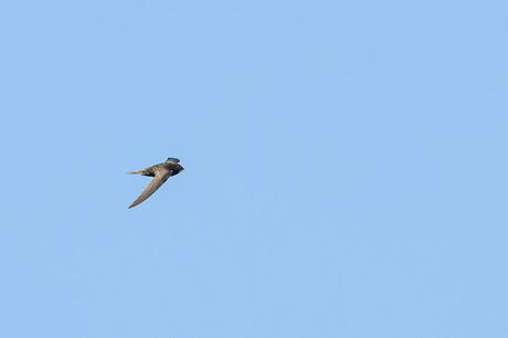 Common Swift 2