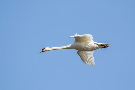 Mute Swan in Flight