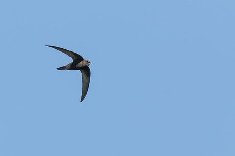 Just Some Bird Photos - Common Swift