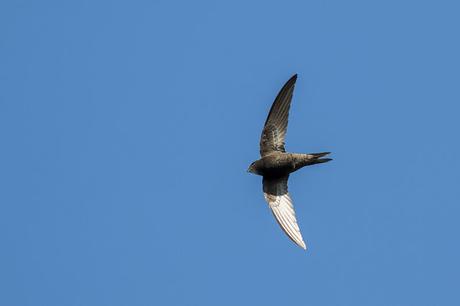 Common Swift 3