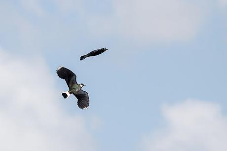 Lapwing seeing off a local Crow