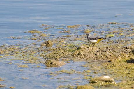 Grey Wagtail