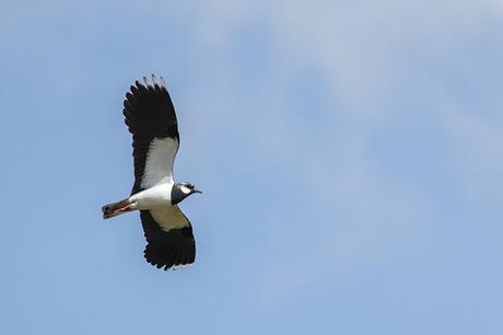 Lapwing in flight again