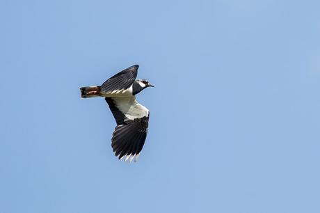 Lapwing in Flight