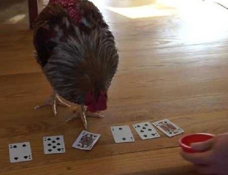 Chicken Playing Poker