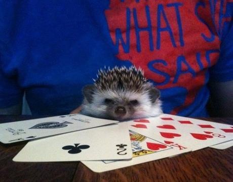 Hedgehog Playing Poker