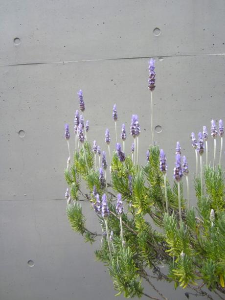 Purple Flowers Against Concrete Wall in Tokyo Japan By StyleCarrot