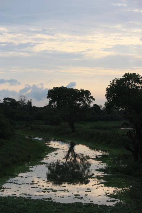 DAILY PHOTO: A Tree Seen Two Ways