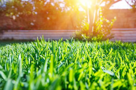 5 Tips for Keeping Your Lawn Healthy