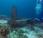 Scuba Diving Mactan: Exploring Coral Gardens Curious Artifact