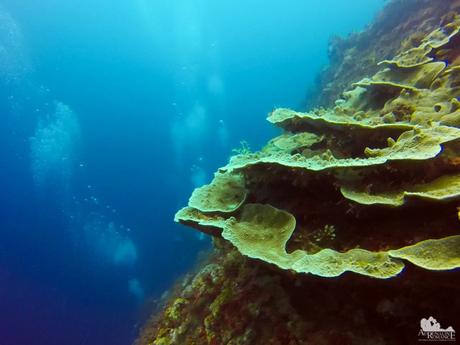 Agariciidae Corals