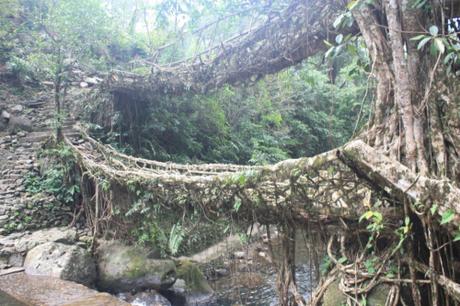DAILY PHOTO: Root Bridges of Meghalaya