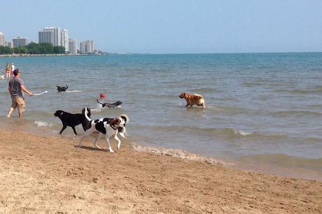 dog beaches chicago