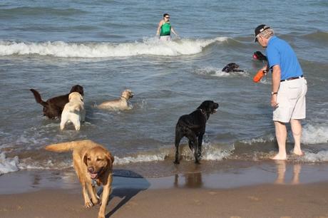dog beaches chicago