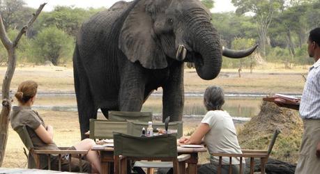 The Best Ever Luxury Safari Tours in Zimbabwe