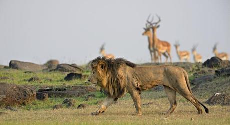 The Best Ever Luxury Safari Tours in Zimbabwe