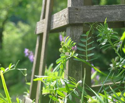 Up Close Weeding