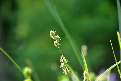 Up Close Weeding