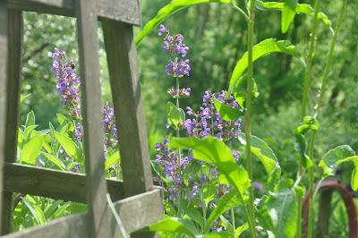 Up Close Weeding