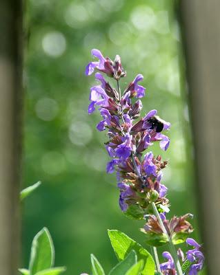 Up Close Weeding