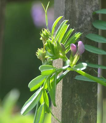 Up Close Weeding