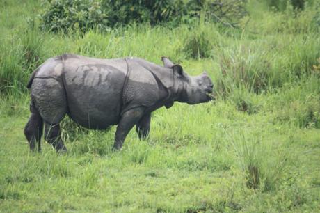 DAILY PHOTO: Rhinoceros Unicornis: Or, The Great Indian One-horned Rhino