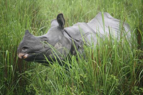 DAILY PHOTO: Rhinoceros Unicornis: Or, The Great Indian One-horned Rhino