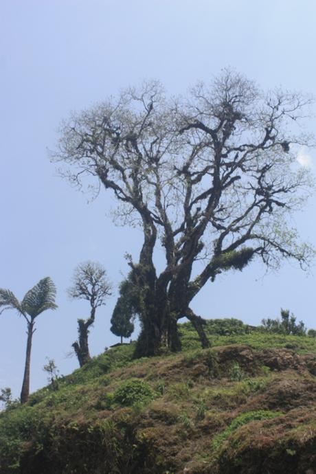 DAILY PHOTO: Strange Tree on a Hilltop