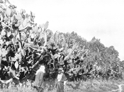 Earthly Footsteps Galilee: Thorny Fence