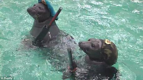 Pinnipeds could be show animals ~ but in PUtin's Russia - they are different