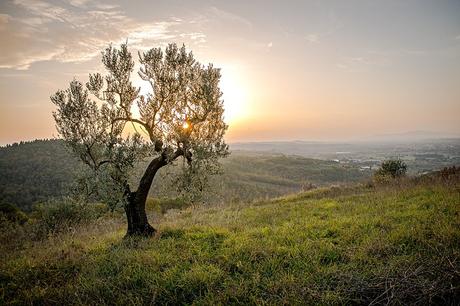 landscape-tree-sunset