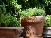 Summer Ready Garden Fruit Plans!