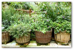 Container Vegetable Garden Plans And Ideas