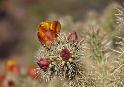 Plants with no names, and other mysteries