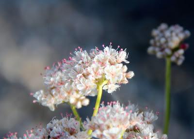 Plants with no names, and other mysteries