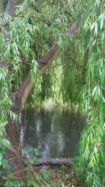 Another little River walk - April and May .. Dry and Wet...