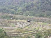 DAILY PHOTO: Khonoma Terraces