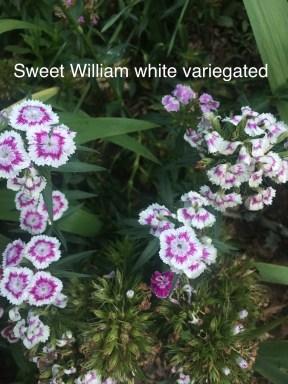 sweet william white variegated