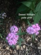 sweet william pale pink