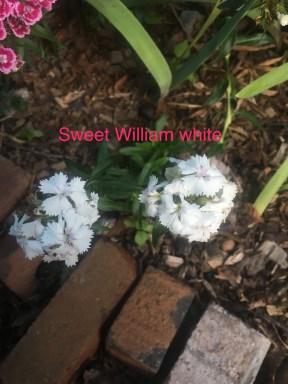 sweet william white