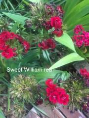 sweet william red