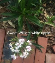 sweet william white ripple
